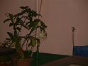 DSCF0073(  開花時間約晚間八時至十二時 )